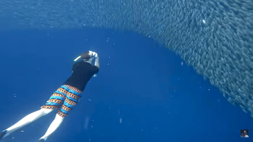 Cebu: Oslob Whale Shark and Moalboal Snorkeling Tour - Moalboal and the sardine run