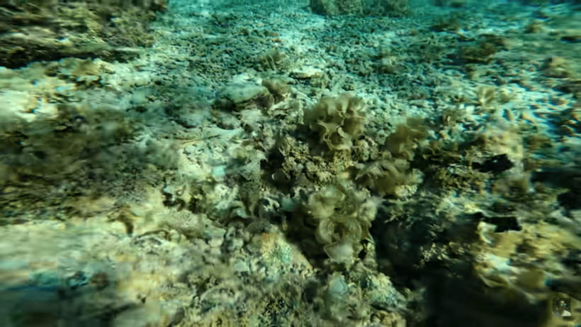 Cebu: Oslob Whale Shark and Moalboal Snorkeling Tour - Guides, drivers, and how the day feels