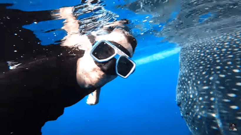Cebu: Oslob Whale Shark and Moalboal Snorkeling Tour - What the $117 price really buys