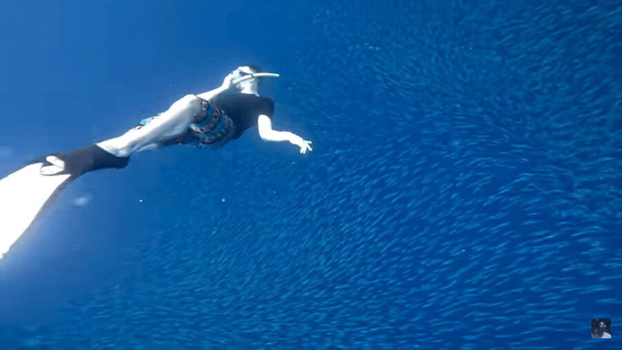 Cebu: Oslob Whale Shark and Moalboal Snorkeling Tour - Who will enjoy this most