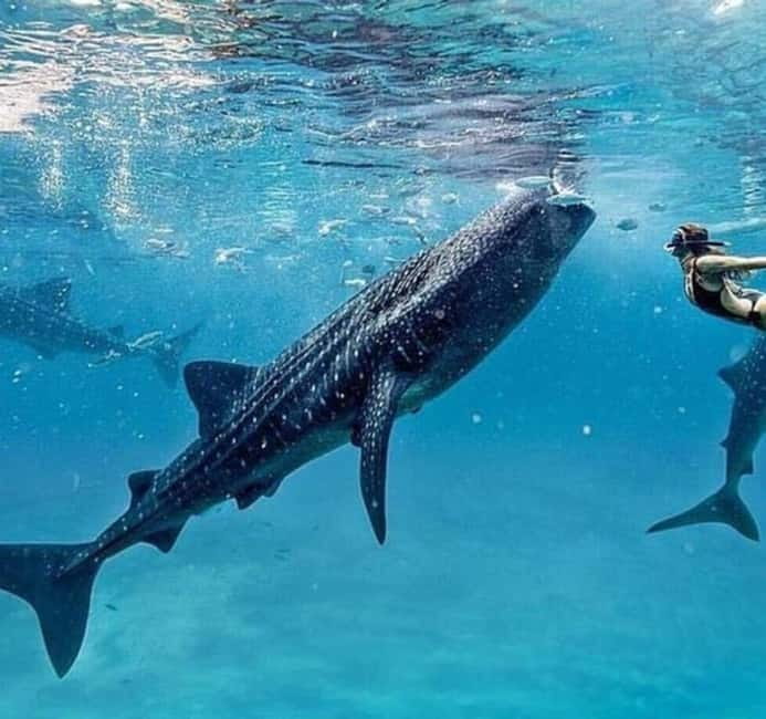 Cebu: Oslob Whale Shark Swim and Sumilon Island Day Tour - A 2 AM start for Oslob’s whale sharks