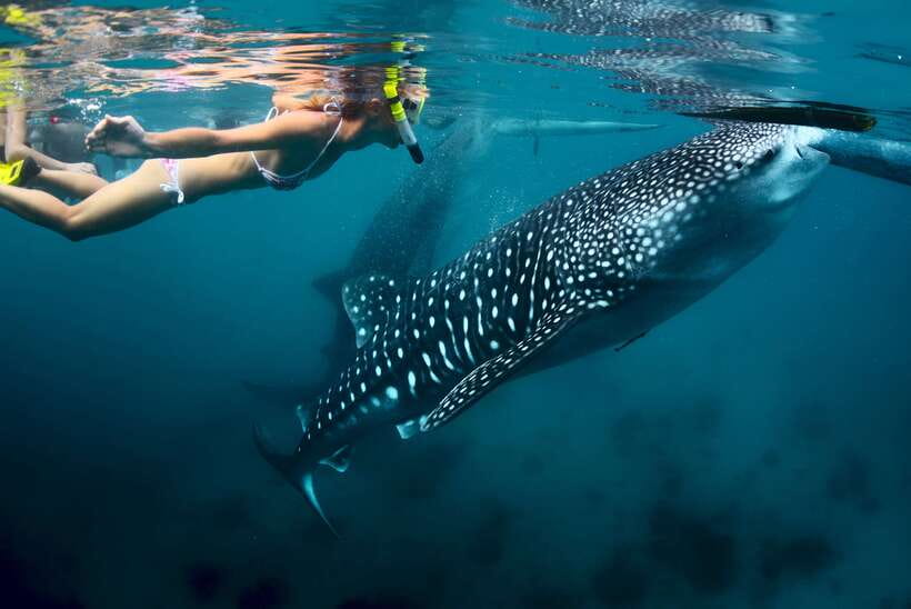 Cebu: Oslob Whale Shark Swimming - A long Cebu morning for one unforgettable fish
