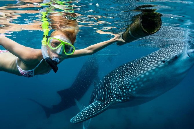 Cebu: Oslob Whale Shark Swimming and Kawasan Falls Canyoneering - The pre-dawn run to Oslob