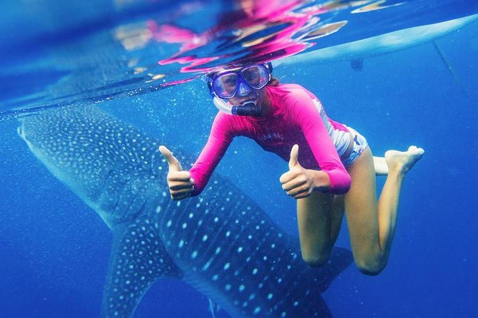 Cebu: Oslob Whale Shark Swimming and Kawasan Falls Canyoneering - The Oslob whale shark swim