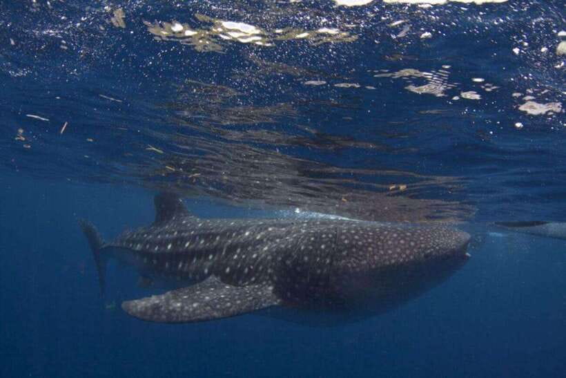 Cebu: Oslob Whale Shark Swimming and Tumalog Falls Tour - The real shape of this Cebu day trip