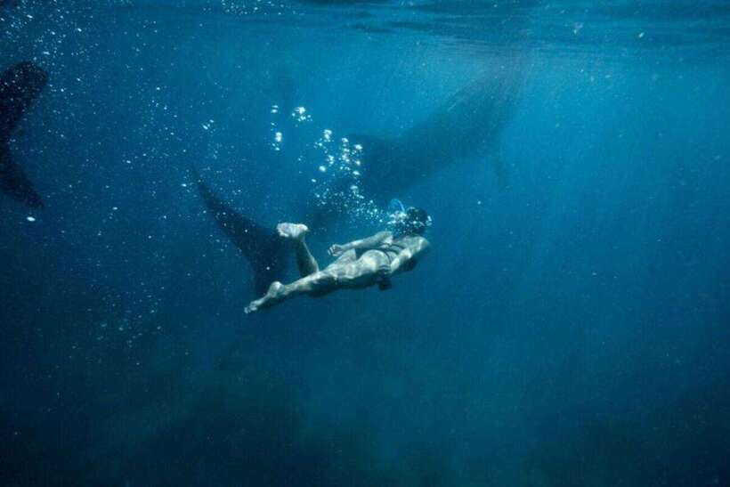 Cebu: Oslob Whale Shark Swimming and Tumalog Falls Tour - Reaching the Oslob whale shark area