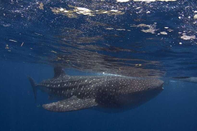 Cebu: Oslob Whale Shark Swimming and Tumalog Falls Tour - Shared tour or private vehicle?