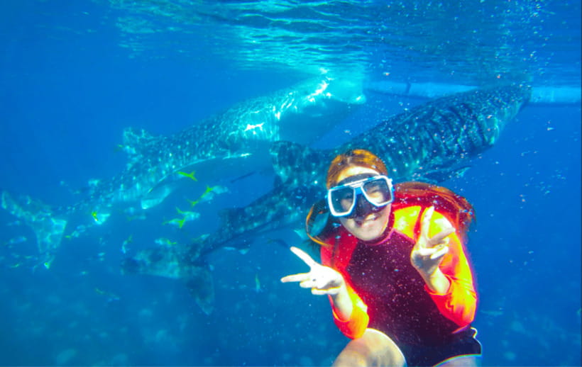 Cebu: Oslob Whale Shark Swimming and Tumalog Falls Tour - What the $79 price really buys