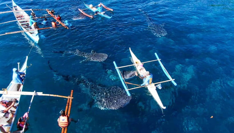 Cebu: Oslob Whale Shark Swimming and Tumalog Falls Tour - Why the 2:00 AM pickup matters