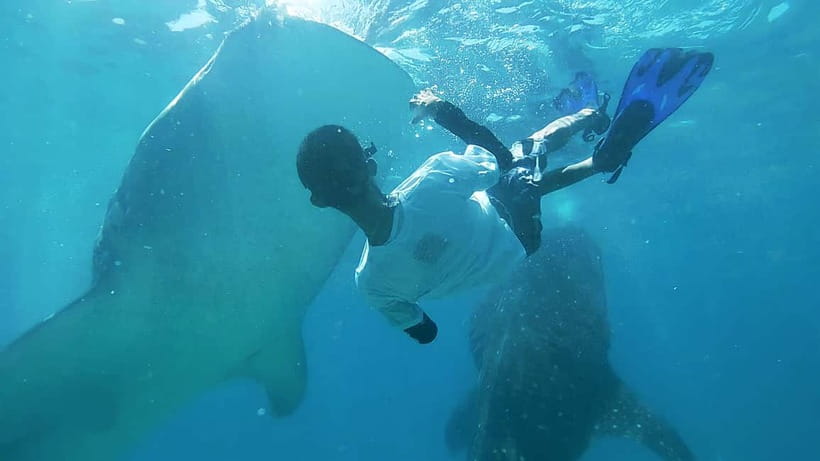 Cebu Oslob Whale Shark Swimming & Kawasan Falls Canyoneering - Key points to know before booking