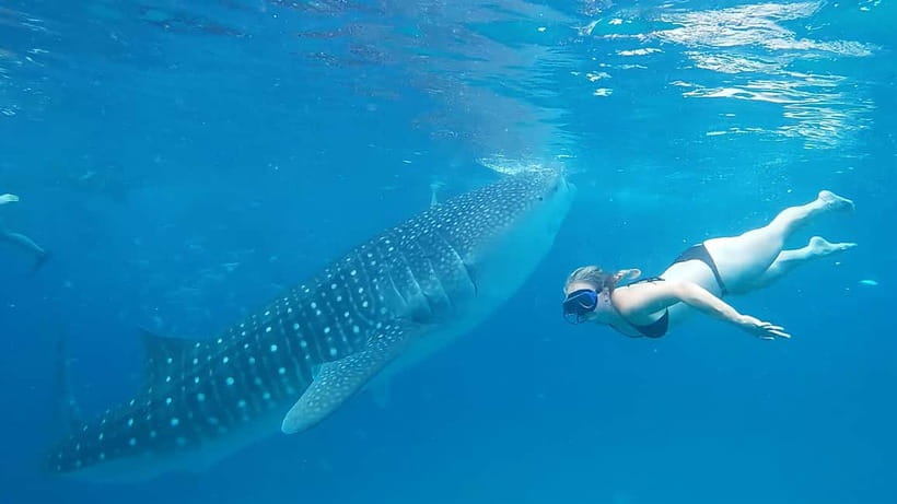 Cebu Oslob Whale Shark Swimming & Kawasan Falls Canyoneering - Lunch, gear, and what the $115 covers