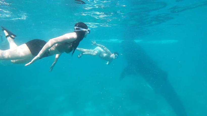 Cebu Oslob Whale Shark Swimming & Kawasan Falls Canyoneering - The staff make a practical difference