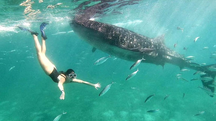 Cebu Oslob Whale Shark Swimming & Kawasan Falls Canyoneering - The long move from Oslob to Badian