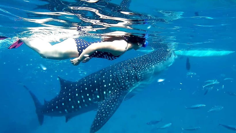 Cebu Oslob: Whale Shark Watching Experience - The early road to Oslob