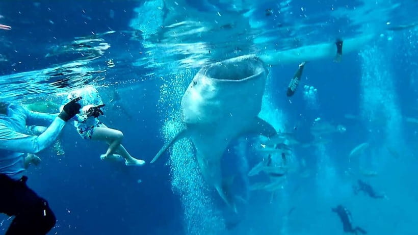 Cebu Oslob: Whale Shark Watching Experience - Reaching the Oslob whale shark area