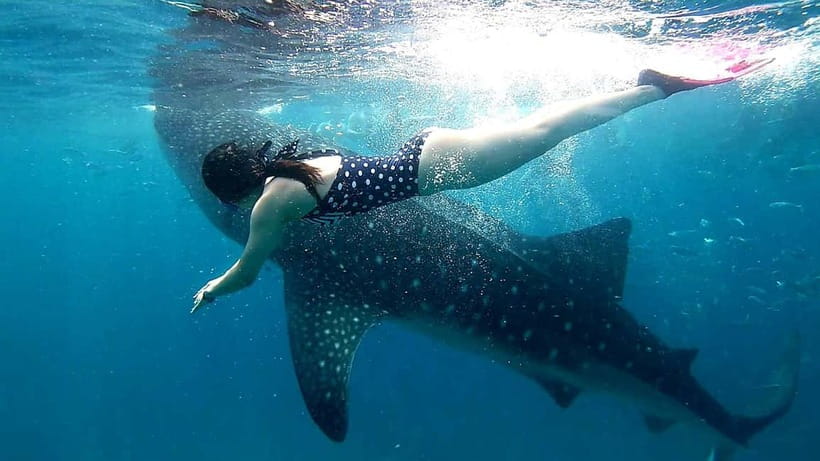 Cebu Oslob: Whale Shark Watching Experience - The break in Oslob