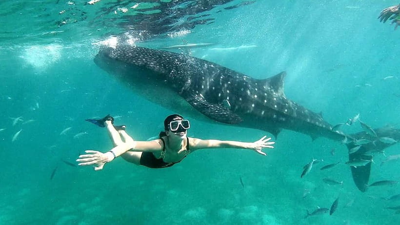 Cebu Oslob: Whale Shark Watching Experience - Is $86 a fair price?