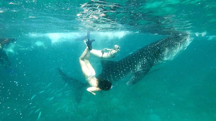 Cebu Oslob: Whale Shark Watching Experience - Weather, seasons, and what to pack