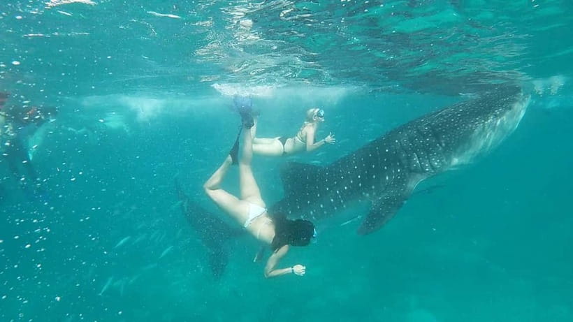 Cebu Oslob: Whale Shark Watching Experience - Who will enjoy this morning most?