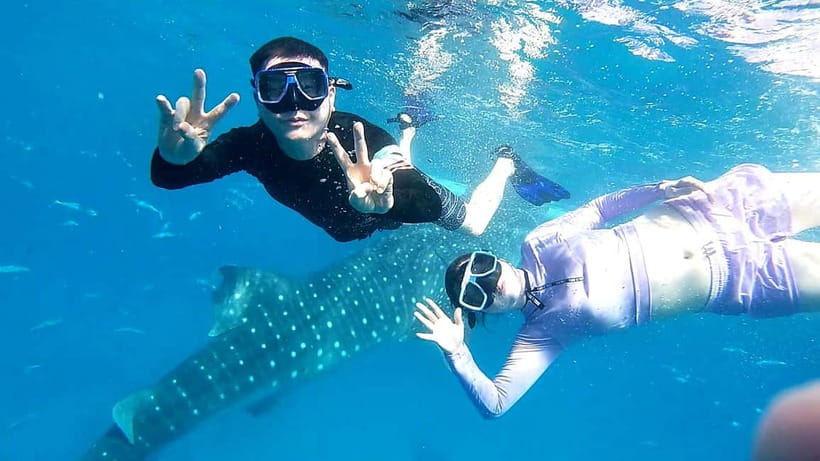 Cebu Oslob: Whale Shark Watching Experience - What the whale shark encounter feels like