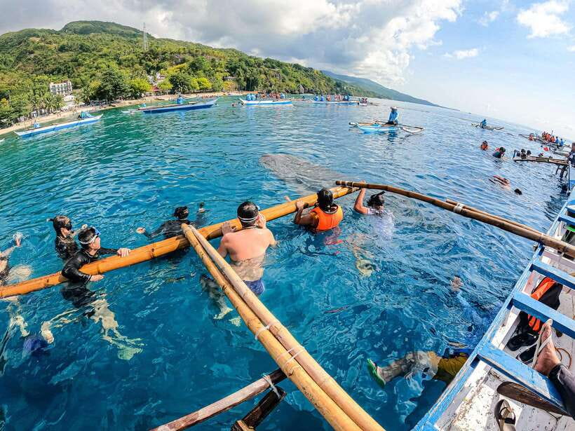 Cebu: Oslob Whale Sharks, Moalboal Sardine Run & Turtles - Why this Cebu combination works so well