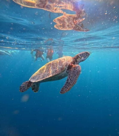 Oslob Whale Sharks, Moalboal Sardine Run & Turtles