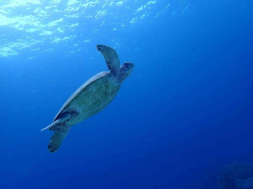 Cebu: Oslob Whale Sharks, Moalboal Sardine Run & Turtles - Moalboal’s turtles and the silver sardine wall