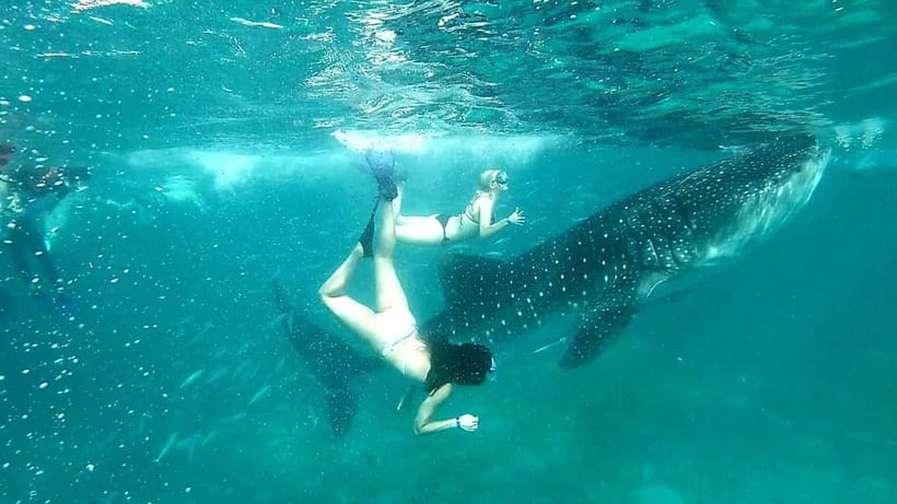 Cebu: Oslob Whale Sharks, Tumalog Falls & Sardine Snorkeling - Who should book this day trip?