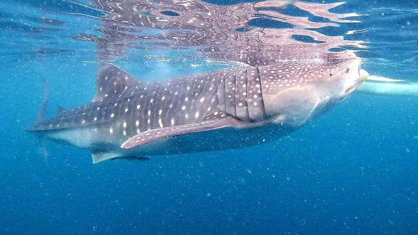 Cebu: Oslob Whale Sharks, Tumalog Falls & Sardine Snorkeling - Why this south Cebu day is so popular