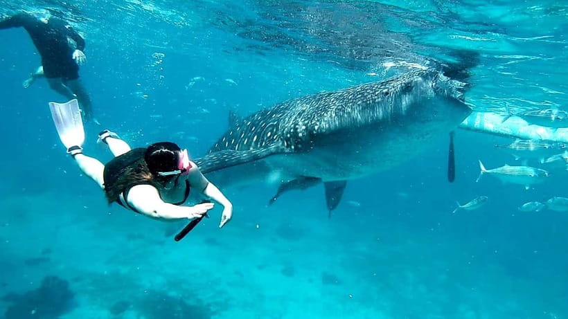 Cebu: Oslob Whale Sharks, Tumalog Falls & Sardine Snorkeling - Tumalog Falls and the freshwater break