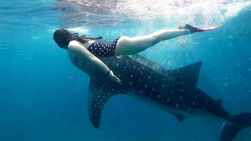 Cebu: Oslob Whale Sharks, Tumalog Falls & Sardine Snorkeling - Moalboal sardines, turtles, and clear-water fun