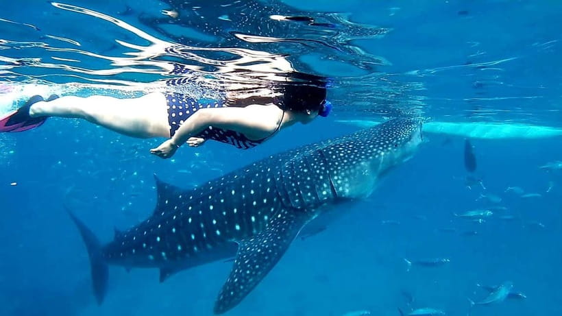 Cebu: Oslob Whale Sharks, Tumalog Falls & Sardine Snorkeling - Is $106 good value for this much Cebu?