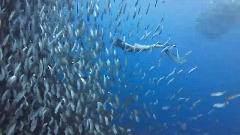 Cebu: Oslob Whale Sharks, Tumalog Falls & Sardine Snorkeling - The 2:00 AM pickup and the long road south