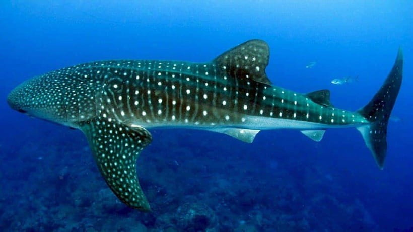 Cebu: Oslob Whaleshark Experience & Canyoneering Adventure - Two Cebu adventures packed into one long day