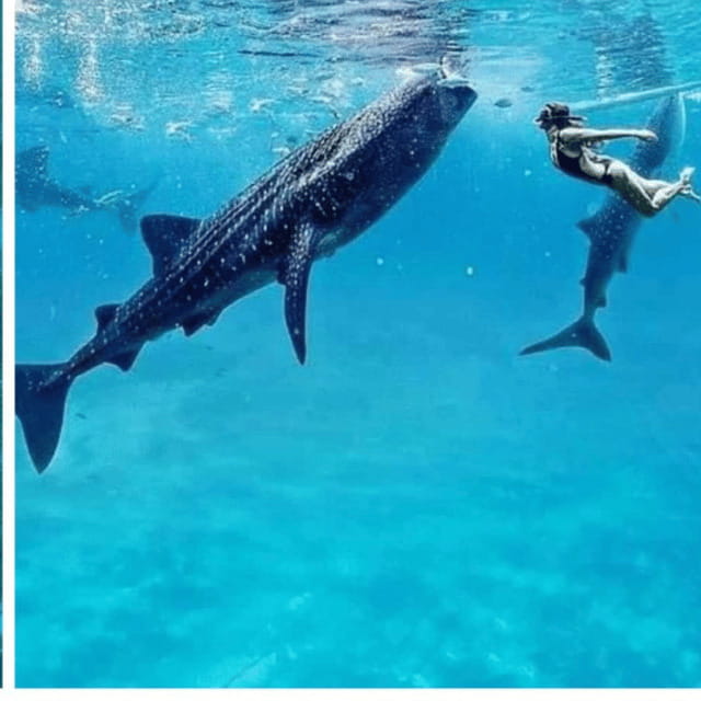 Cebu: Oslob Whaleshark Experience Shared Tour - Key points to know before booking