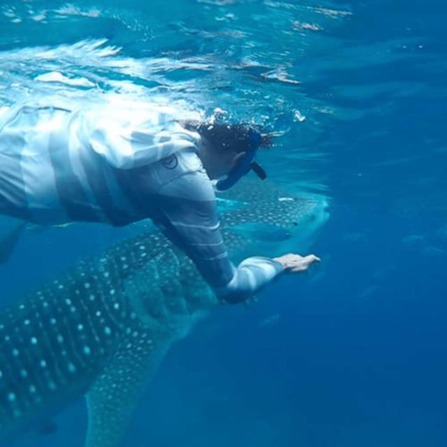 Cebu: Oslob Whaleshark Experience Shared Tour - Meeting the whale sharks in Oslob