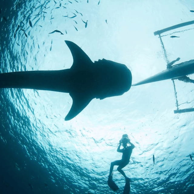 Cebu: Oslob Whaleshark Experience Shared Tour - The road south from Cebu City