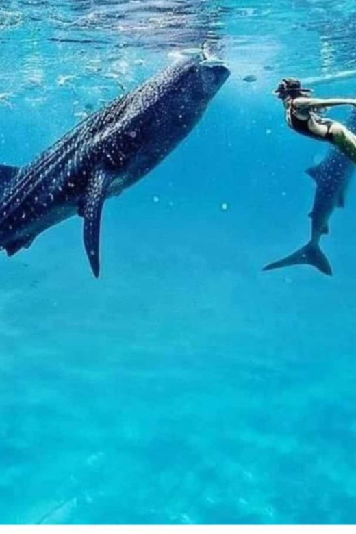 Cebu: Oslob Whaleshark Experience Shared Tour - Rules that matter around the animals