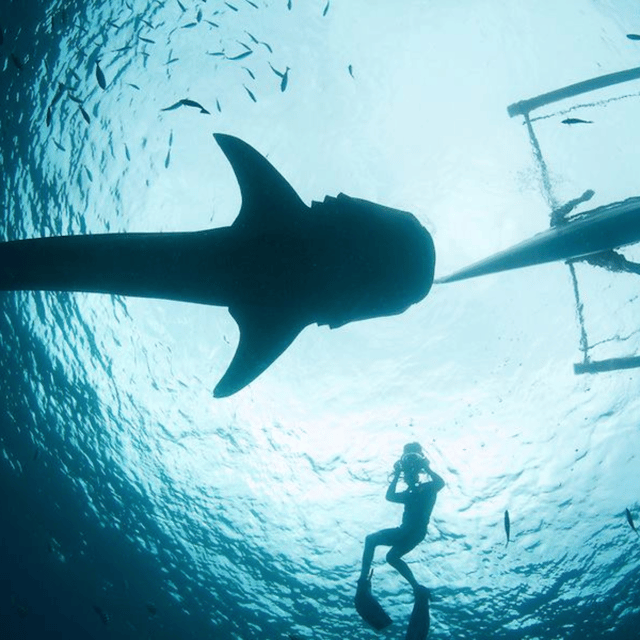 Cebu: Oslob Whaleshark Experience Shared Tour - What the 14-hour schedule feels like