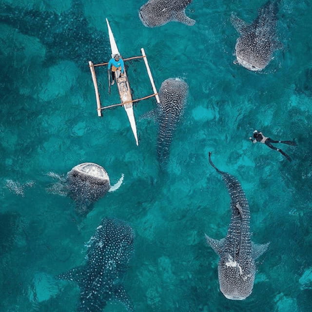 Cebu: Oslob Whaleshark Experience Shared Tour - Why the $76 price can make sense