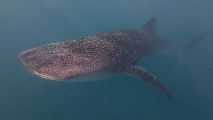 Cebu Oslob Whaleshark, Moalboal Sardines Run&Inambakan Falls - The Moalboal sardine run and the final swim