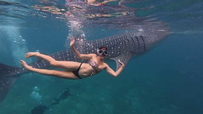 Cebu Oslob Whaleshark, Moalboal Sardines Run&Inambakan Falls - What the $108 price really covers