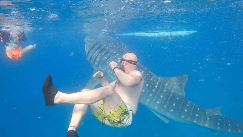 Cebu: Oslob Whaleshark & Sardines Run Snorkeling Day Tour - Two Famous Cebu Sea Encounters in One Day