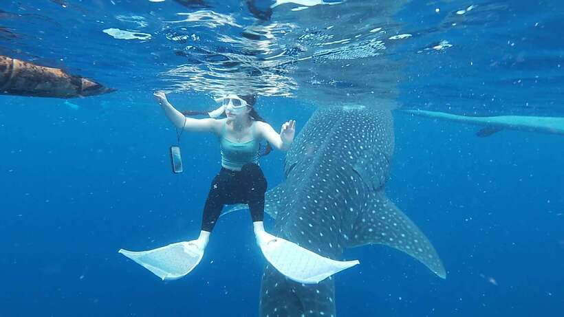 Cebu: Oslob Whaleshark & Sardines Run Snorkeling Day Tour - What the Guides Add to the Day