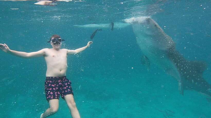 Cebu: Oslob Whaleshark & Sardines Run Snorkeling Day Tour - What to Pack and What You Pay For