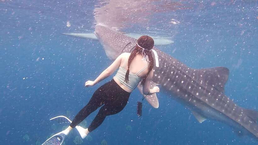 Cebu: Oslob Whaleshark & Sardines Run Snorkeling Day Tour - Should You Book the Oslob and Moalboal Combination?