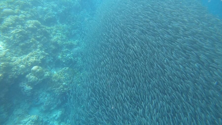 Cebu: Oslob Whaleshark & Sardines Run Snorkeling Day Tour - FAQ