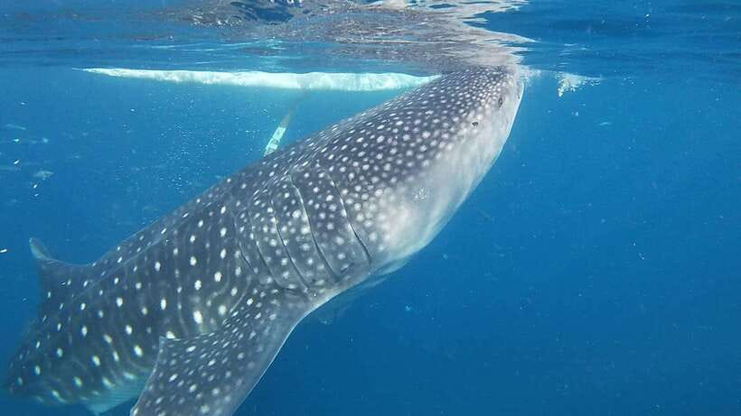 Cebu: Oslob Whaleshark & Sardines Run Snorkeling Day Tour - The Long Transfer From Oslob to Moalboal
