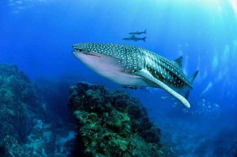 Cebu: Oslob Whaleshark Scuba Diving & Sumilon Sanctuary - The whale sharks are the main event