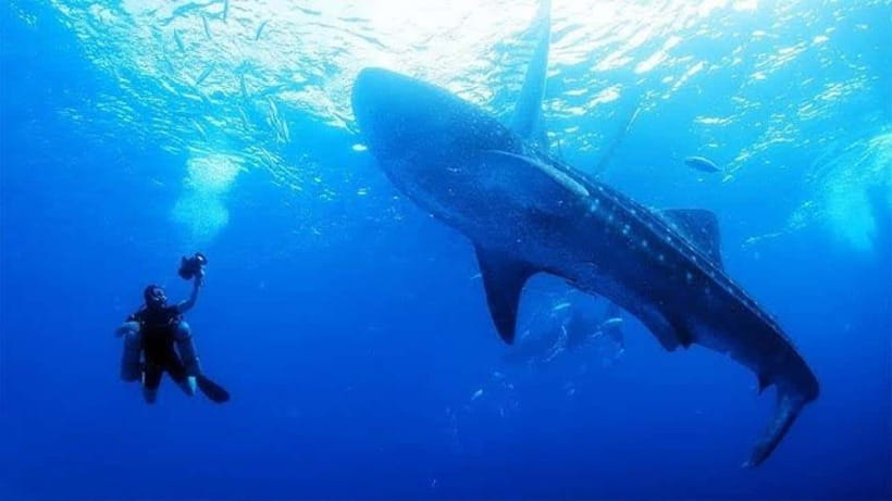 Cebu: Oslob Whaleshark Scuba Diving & Sumilon Sanctuary - What the first hour in Oslob involves